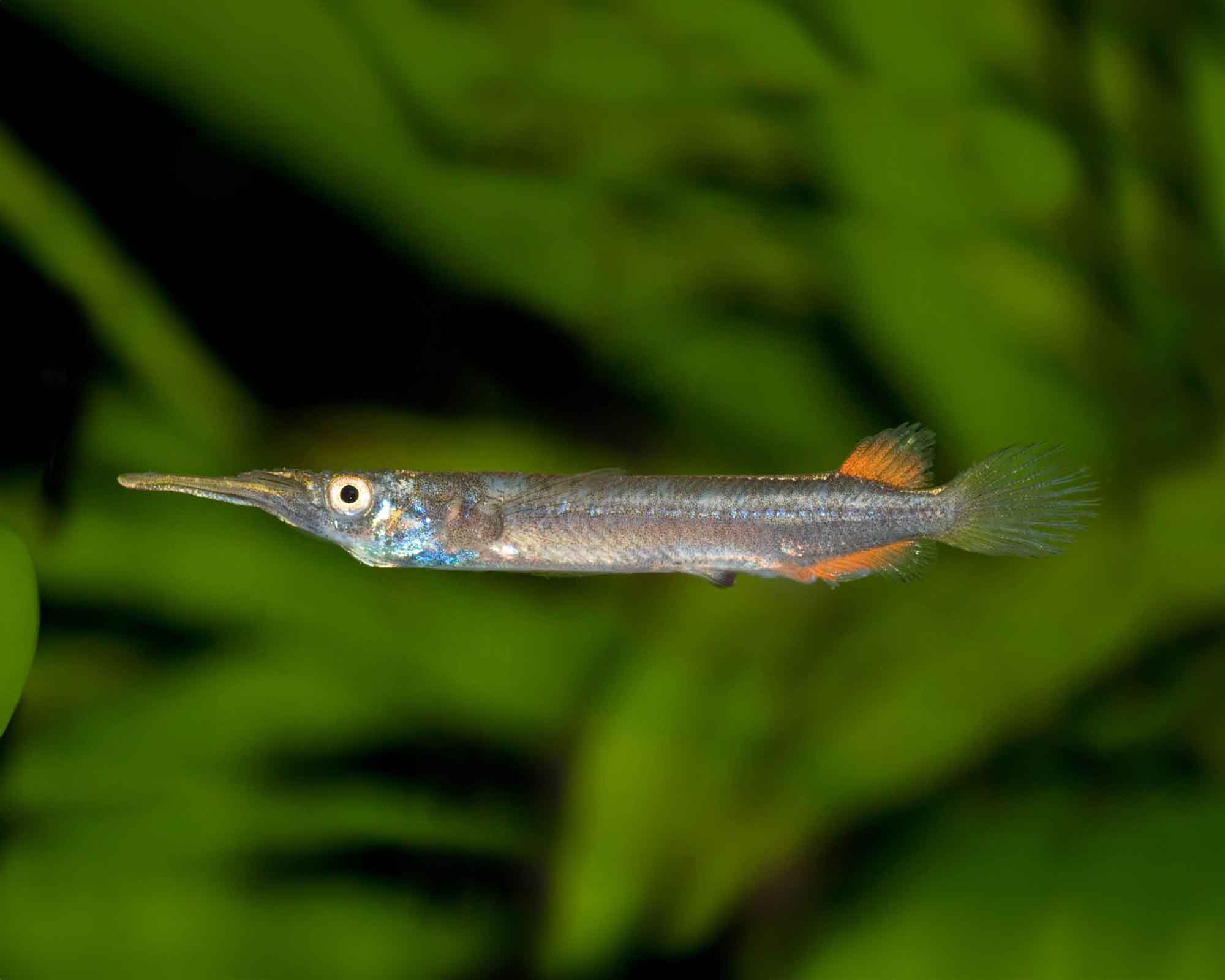 Dermogenys pusillus (Half Billed Pike)